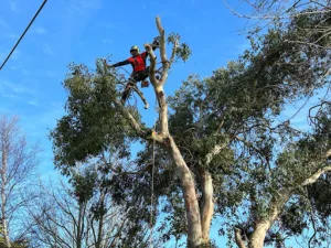 SOS élagage – Spécialiste de l’élagage et abattage de vos arbres à Ploubezre